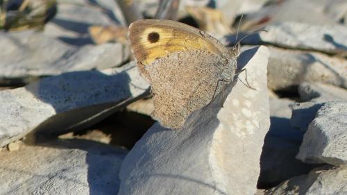 Hyponephele lycaon